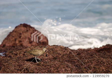 Eurasian whimbrel Numenius phaeopus. Eurasian whimbrel Numenius phaeopus. 119959270
