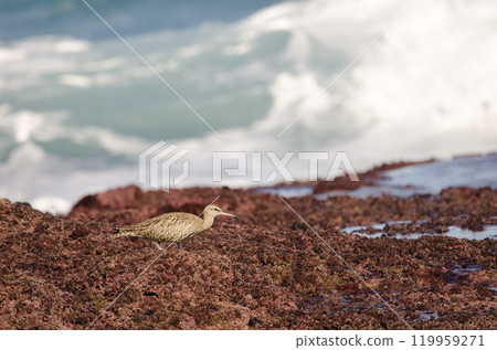 Eurasian whimbrel Numenius phaeopus. Eurasian whimbrel Numenius phaeopus. 119959271