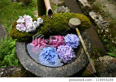 京都府長岡京市橫國寺的繡球花洗 京都府長岡京市橫國寺的繡球花洗 119959289