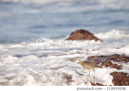 Eurasian whimbrel Numenius phaeopus. Eurasian whimbrel Numenius phaeopus. 119959296