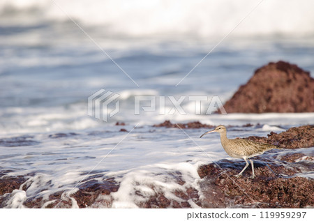 Eurasian whimbrel Numenius phaeopus. 119959297