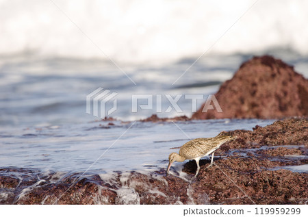 Eurasian whimbrel searching for food. Eurasian whimbrel searching for food. 119959299