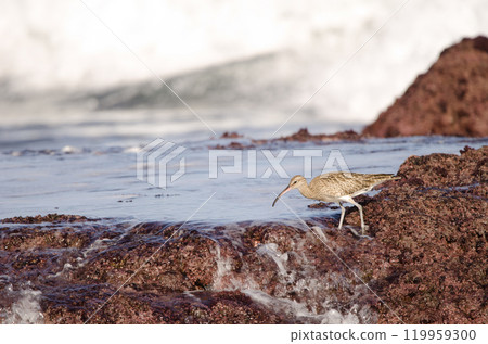 Eurasian whimbrel Numenius phaeopus. 119959300