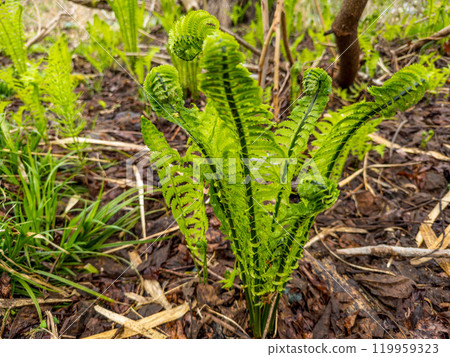 北國之春~小宜味季節~ 北國之春~小宜味季節~ 119959323