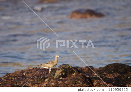 Eurasian whimbrel Numenius phaeopus. Eurasian whimbrel Numenius phaeopus. 119959325