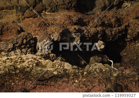 Grey heron Ardea cinerea. 119959327