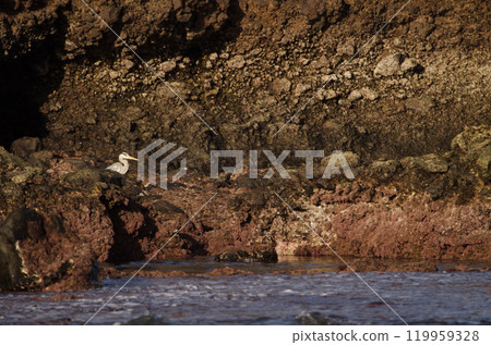 Grey heron Ardea cinerea. 119959328