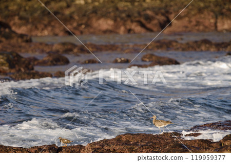 Eurasian whimbrel and ruddy turnstone. 119959377