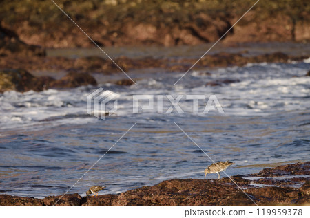 Eurasian whimbrel and ruddy turnstone. 119959378