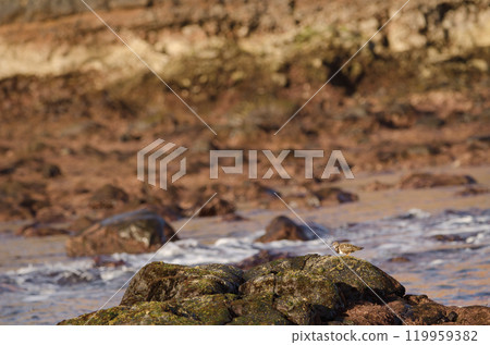 Ruddy turnstone Arenaria interpres. Ruddy turnstone Arenaria interpres. 119959382