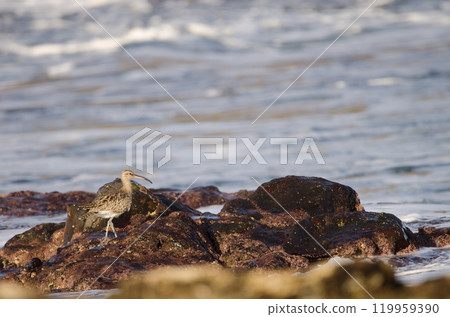 Eurasian whimbrel Numenius phaeopus. 119959390