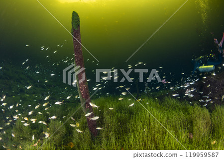 fishes Diving in Mexican Cenote underwater cave with green gas cloud fishes Diving in Mexican Cenote underwater cave with green gas cloud 119959587
