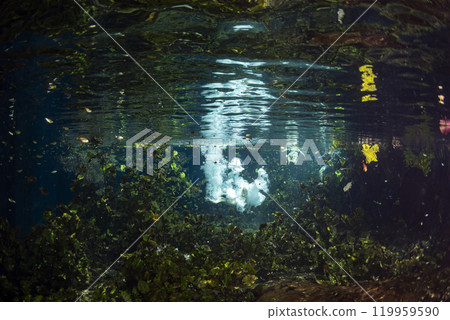 Diving in Mexican Cenote underwater cave snorkeling in surface photo taken from underwater with splashes 119959590