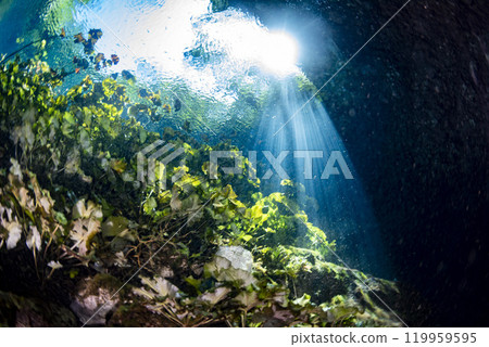 Diving in Mexican Cenote underwater cave Diving in Mexican Cenote underwater cave 119959595