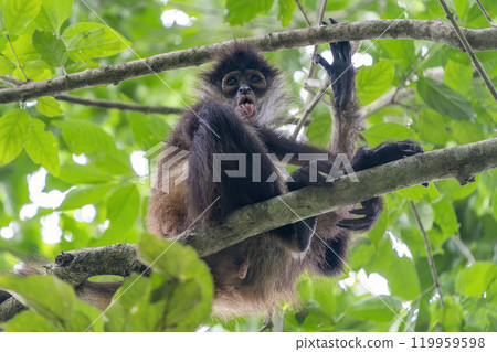 spider monkey on a tree looking at you in the rainforest of Punta Laguna mexico 119959598