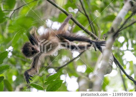 Baby spider monkey on a tree looking at you in the rainforest of Punta Laguna mexico 119959599