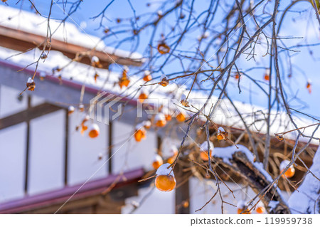 Blue winter sky and remaining persimmon fruits. 119959738