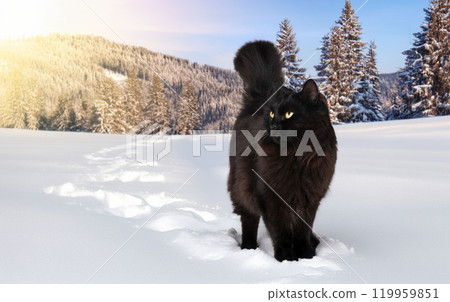 crossbred of maine coon in winter 119959851