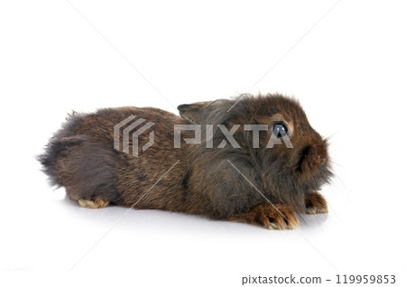 young Lionhead rabbit young Lionhead rabbit 119959853