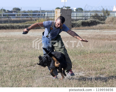 training of rottweiler training of rottweiler 119959856