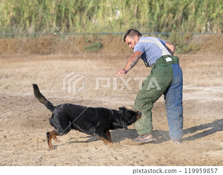 training of rottweiler 119959857