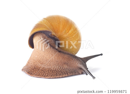 archachatina marginata ovum albina shell 119959871