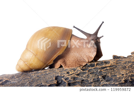 archachatina marginata ovum albina shell 119959872