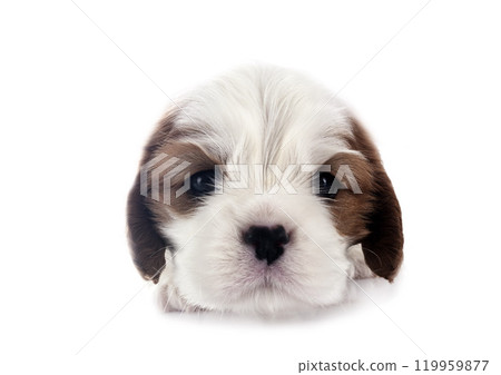 puppy cavalier king charles puppy cavalier king charles 119959877