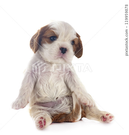 puppy cavalier king charles puppy cavalier king charles 119959878