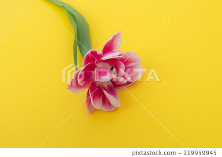 Vibrant Pink Tulip on Yellow Background 119959945