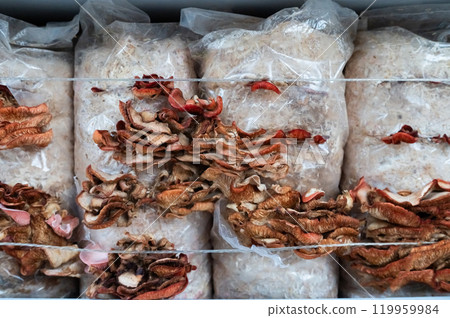 Cultivating Gourmet Mushrooms in Controlled Indoor Environment 119959984