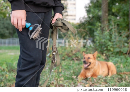 Dog Owner Holding a Pet Brush With Fur, Walking the Dog in the Park Dog Owner Holding a Pet Brush With Fur, Walking the Dog in the Park 119960038