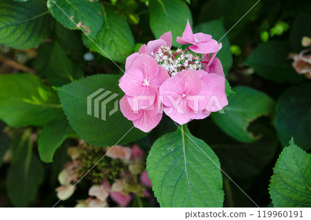 Pink Hydrangea Bloom Amidst Lush Green Leaves in Garden 119960191