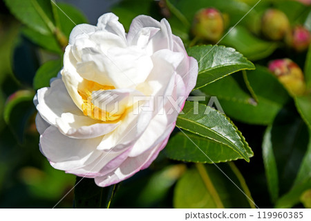 Sasanka（Yamachaka） 119960385