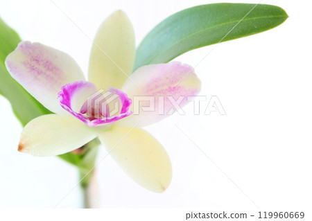 Cattleya yellow-green flower orchid light background 119960669