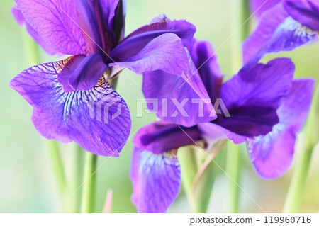 Iris, blue-purple flower, Japanese style, close-up Iris, blue-purple flower, Japanese style, close-up 119960716