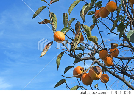 Autumn sky and persimmon fruit Autumn sky and persimmon fruit 119961006
