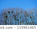 Rooks nesting in spring. Early spring landscape. 119961465