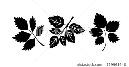 Blackcurrant Leaves Silhouette vector illustration Blackcurrant Leaves Silhouette vector illustration 119961648