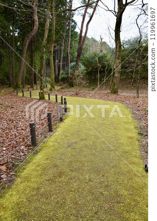 被青苔覆蓋的小路 119961697