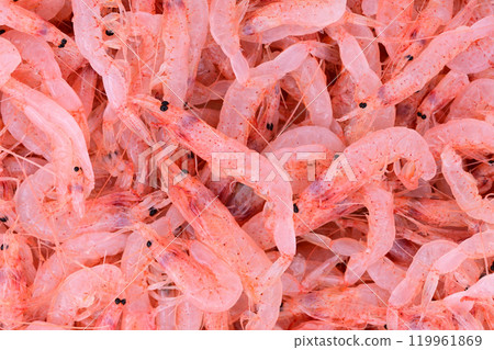 Sakura Shrimp Sakura Shrimp 119961869