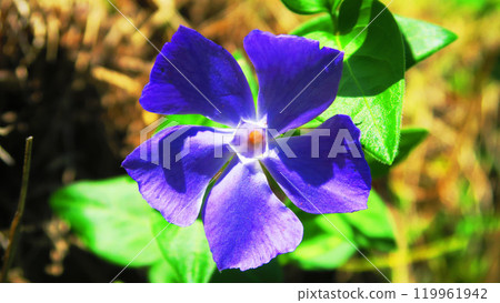 Periwinkle blue flower landscape 119961942