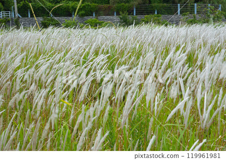 公寓大樓廢墟上的潘帕斯草在風中搖曳 119961981