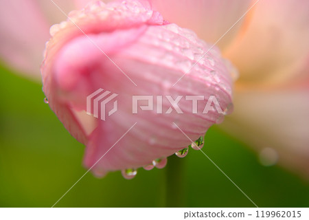 Pink water lilies wet with rain 119962015