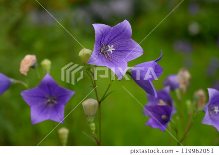紫色風鈴草花 紫色風鈴草花 119962051