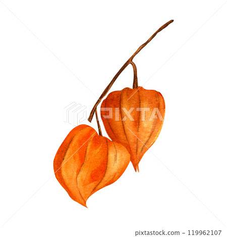 Physalis. Autumn botanical watercolor detailed elegant illustration. Isolated realistic twig with physalis fruit on white background. Hand painted seasonal clipart for autumn holidays, prints, cards 119962107