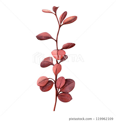 Burgundy twig loropetalum with leaves. Autumn seasonal botanical elegant hand painted illustration. Isolated fall floral clipart for wedding invitation, card, print, patterns, Thanksgiving, fabric 119962109