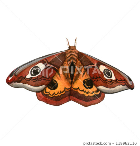 Saturnia pavonia butterfly. Hand painted elegant watercolor illustration. Isolated elegant peacock butterfly with white background. Ideal for vintage prints, boho patterns, seasonal card, stickers 119962110