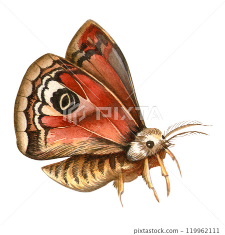 Saturnia pavonia butterfly. Hand painted elegant watercolor illustration. Isolated elegant peacock butterfly with white background. Ideal for vintage prints, boho patterns, seasonal card, stickers Saturnia pavonia butterfly. Hand painted elegant watercolor illustration. Isolated elegant peacock butterfly with white background. Ideal for vintage prints, boho patterns, seasonal card, stickers 119962111