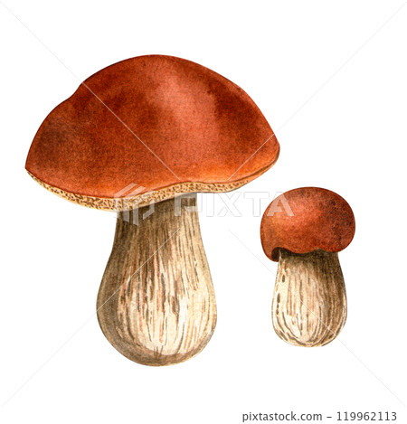 Bolete mushrooms set. Porcini botanical watercolor illustration. Isolated detailed boletus on white background. Hand painted autumn seasonal clipart for cards, fall holidays, prints, Thanksgiving day Bolete mushrooms set. Porcini botanical watercolor illustration. Isolated detailed boletus on white background. Hand painted autumn seasonal clipart for cards, fall holidays, prints, Thanksgiving day 119962113